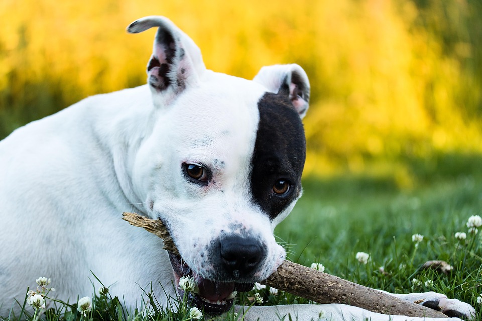 Why American Staffordshire Terriers Make the Perfect Family Pets