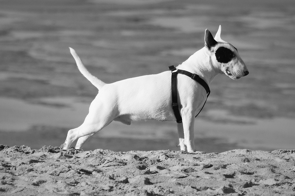 Why Bull Terriers Make the Ultimate Family Pets: Unique Traits Explored