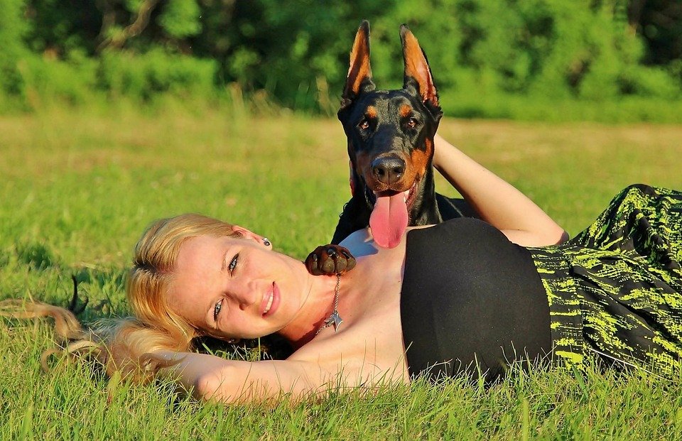 Why Dobermans Make the Perfect Companions: Love Beyond Leashes