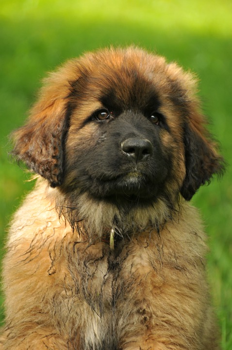 Why Leonbergers Make the Perfect Family Pets: Discover Their Charm!
