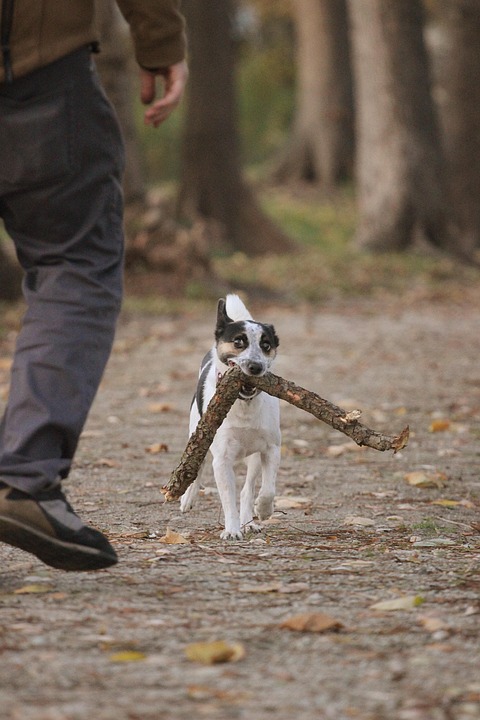 Why Rat Terriers Make the Best Family Pets: Fun Facts & Traits!