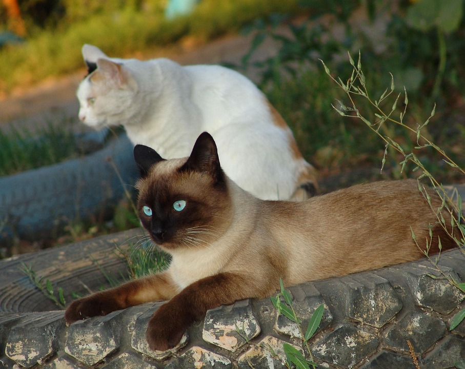 Why Siamese Pets Bring Joy: Unique Traits Every Owner Should Know