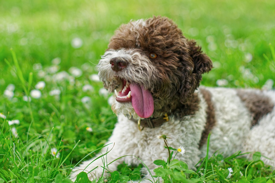 Why the Lagotto Romagnolo Will Steal Your Heart: Unique Traits Unveiled