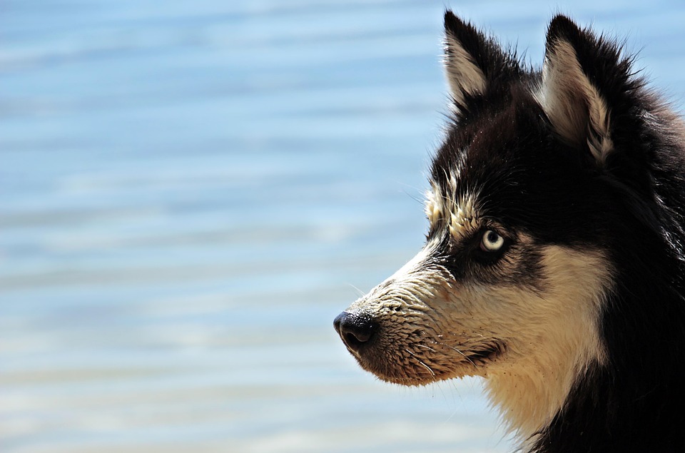 Your Ultimate Guide to Caring for Alaskan Huskies: Tips & Tricks!