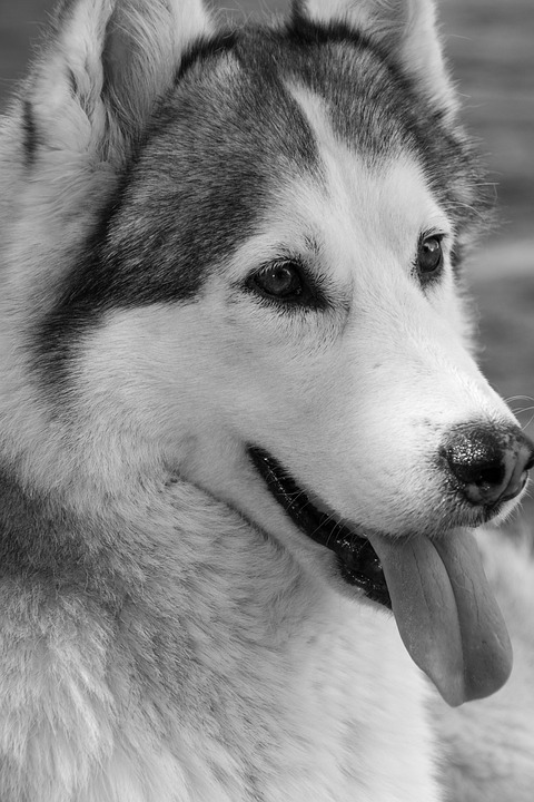 10 Reasons Why Siberian Huskies Make the Best Adventure Companions