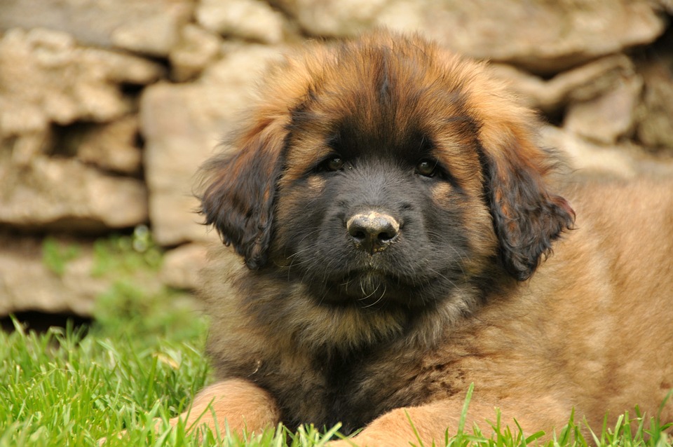 10 Reasons Why a Leonberger Will Enrich Your Life!
