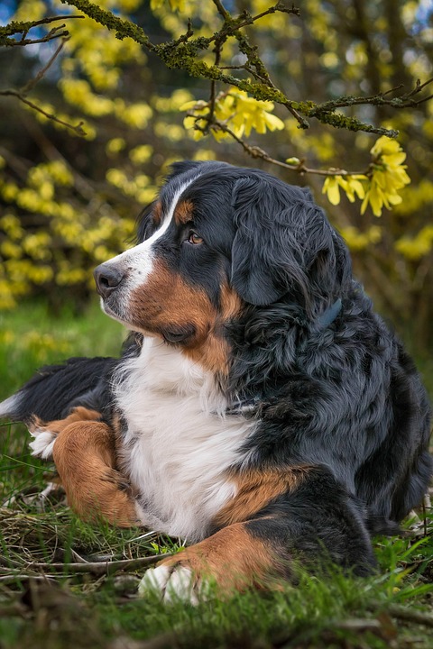 Caring for Your Bernese Mountain Dog: Tips for a Happy, Healthy Pup!