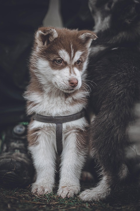 Alaskan Huskies: Unique Traits That Will Steal Your Heart