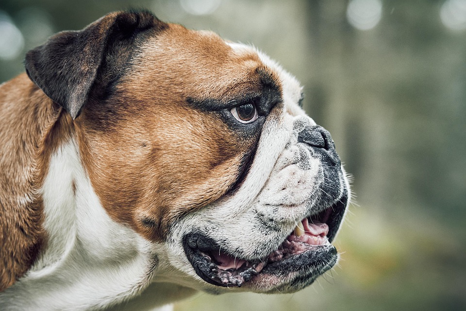 American Bulldogs: The Loyal Companions You Can’t Resist!