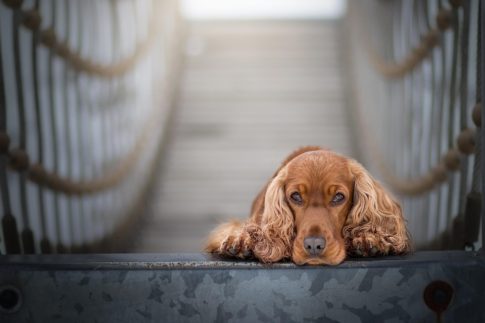 “American Cocker Spaniel: Your Ultimate Guide to a Happy, Loving Companion”