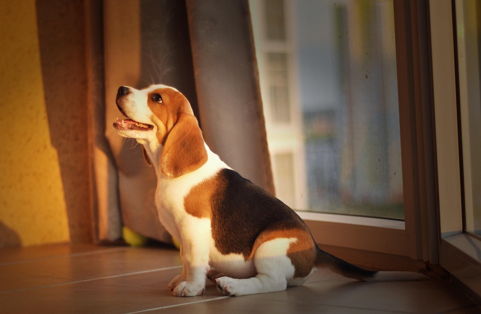 Beagle Bliss: Uncovering the Joyful Personality of Your New Best Friend