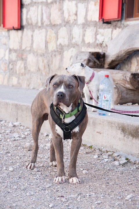 Caring for Your American Hairless Terrier: Tips for Happy Pets!