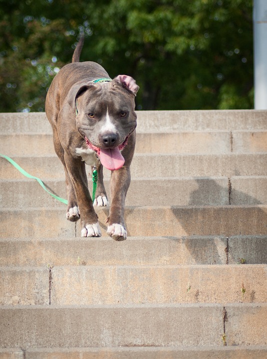 Caring for Your Amstaff: Essential Tips for a Happy, Healthy Life