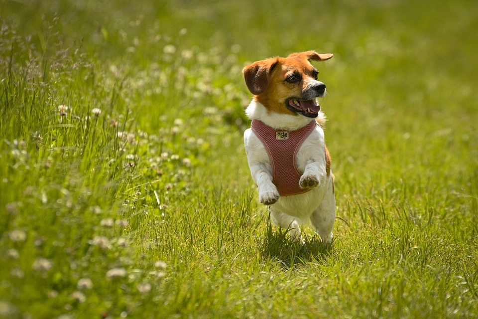 Caring for Your Beagle: Tips for a Happy, Healthy Family Pet