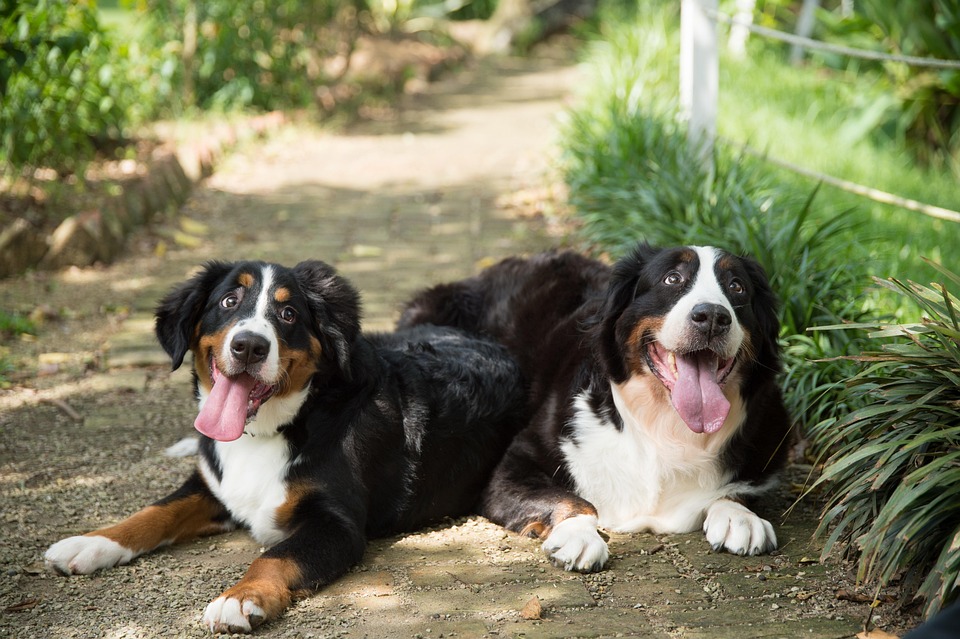 Caring for Your Bernese Mountain Dog: Tips for a Happy, Healthy Life