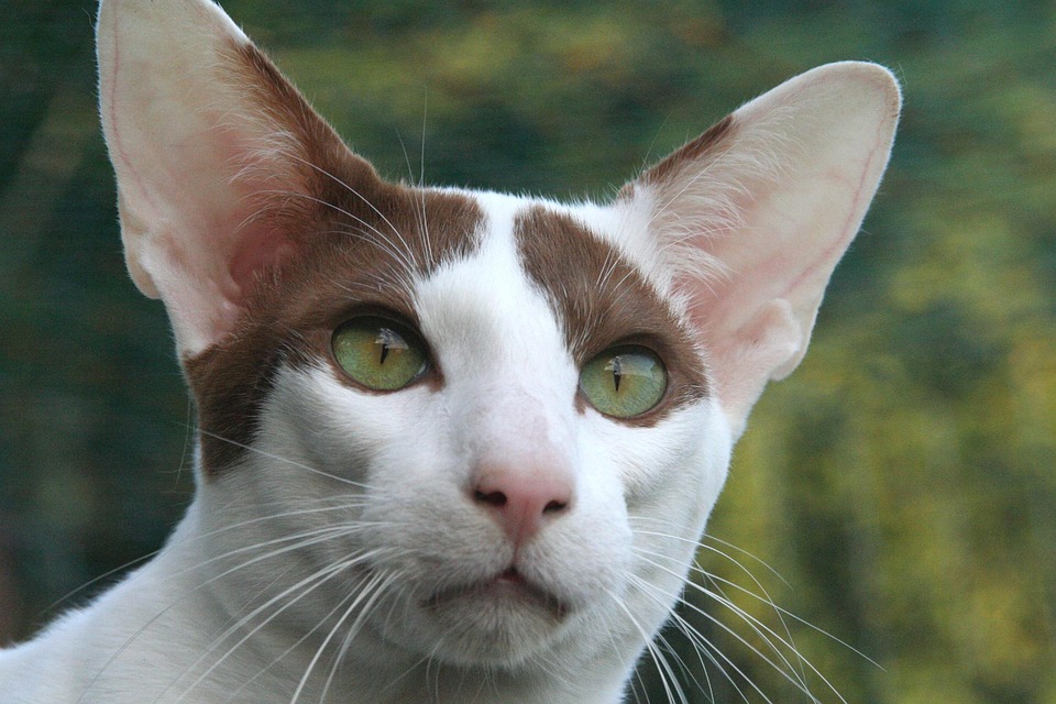 Caring for Your Oriental Shorthair: Tips for Happy, Healthy Cats