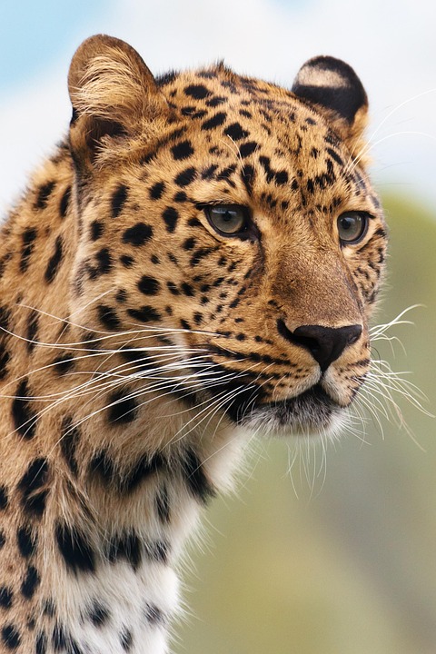 Discover the American Leopard Hound: A Loyal Companion Awaits!