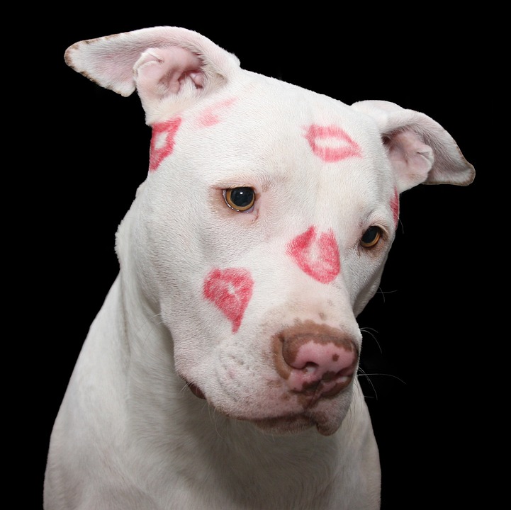Discover the Joyful Personality of the American Hairless Terrier