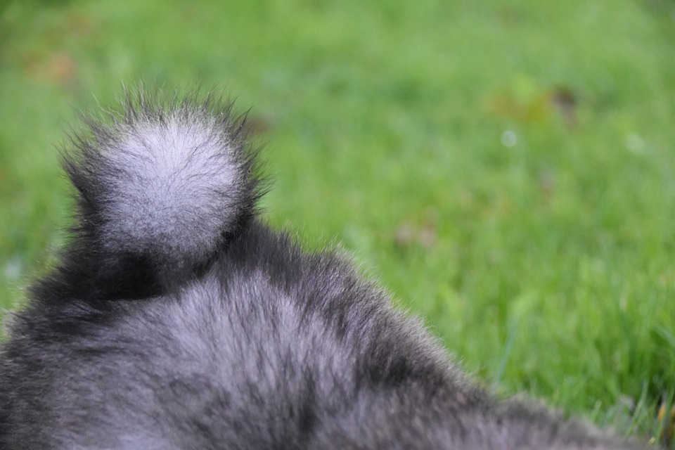 Discover the Loyal Charm of the Australian Stumpy Tail Cattle Dog