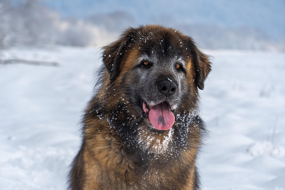 Leonberger Love: 10 Heartwarming Traits of This Gentle Giant