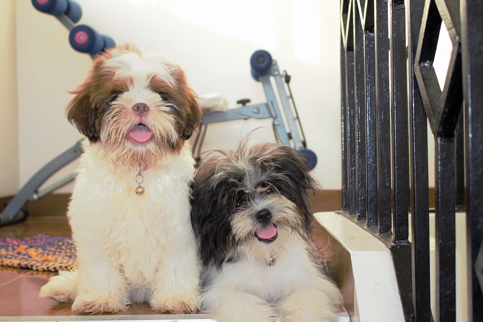 Lhasa Apso: The Affectionate Guardian with a Playful Spirit