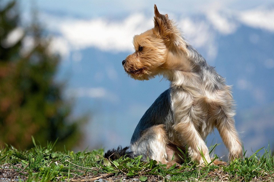 Lively Companion: Discover the Adorable Japanese Terrier's Unique Traits