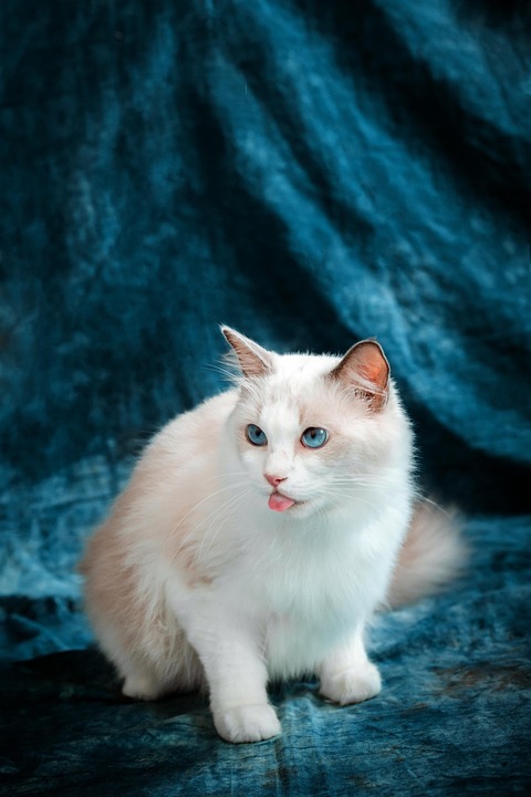 Ragdoll Cats: The Affectionate Felines You'll Adore Forever!