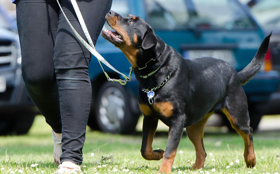 Rottweilers: Loyalty and Love – The Ultimate Family Companion - Veripaw