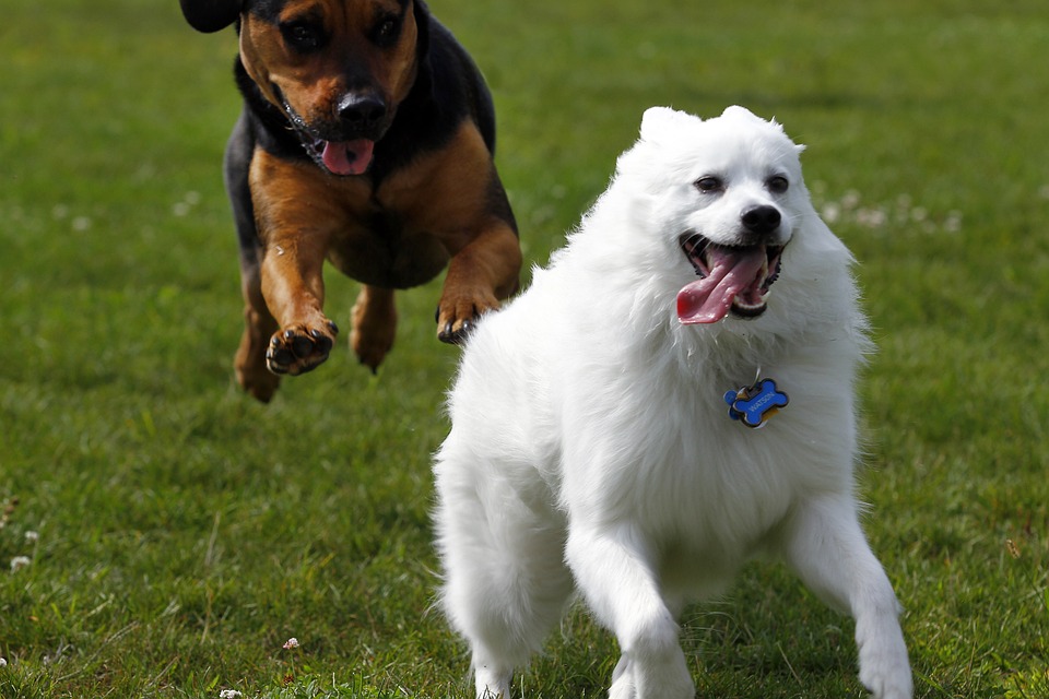 The Charming American Eskimo Dog: Traits and Care Tips for Owners