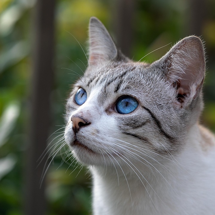 The Emotional Magic of Ojos Azules: Why They Steal Hearts!
