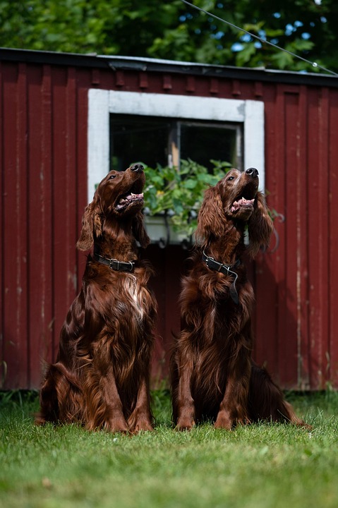 The Joyful Irish Setter: Unleashing Love and Laughter at Home