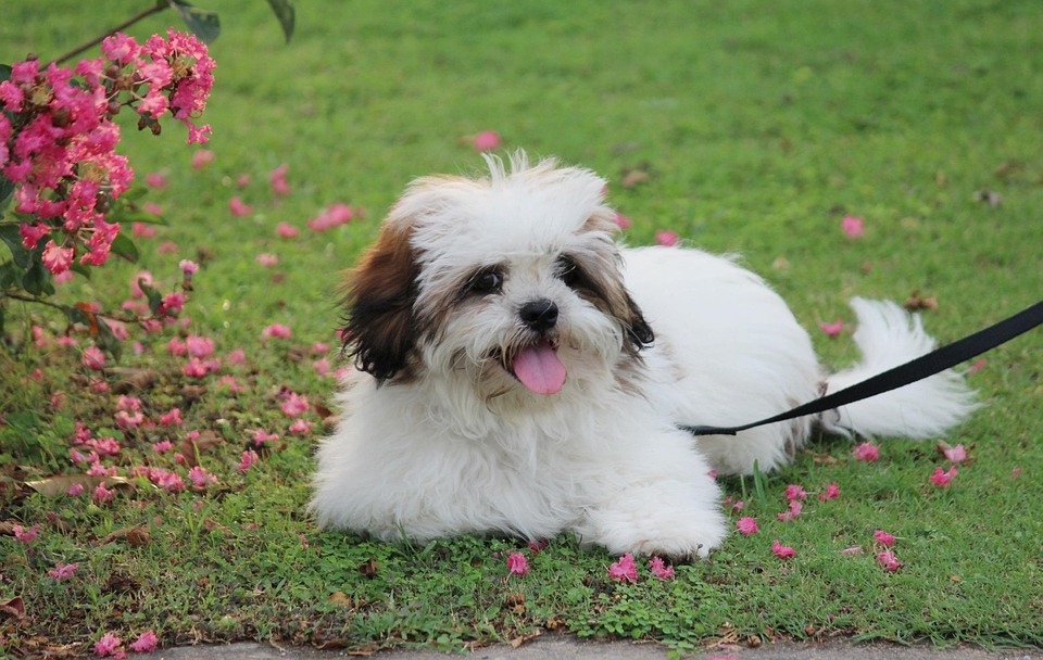 The Lhasa Apso: Discover the Loveable Quirks of This Breed!