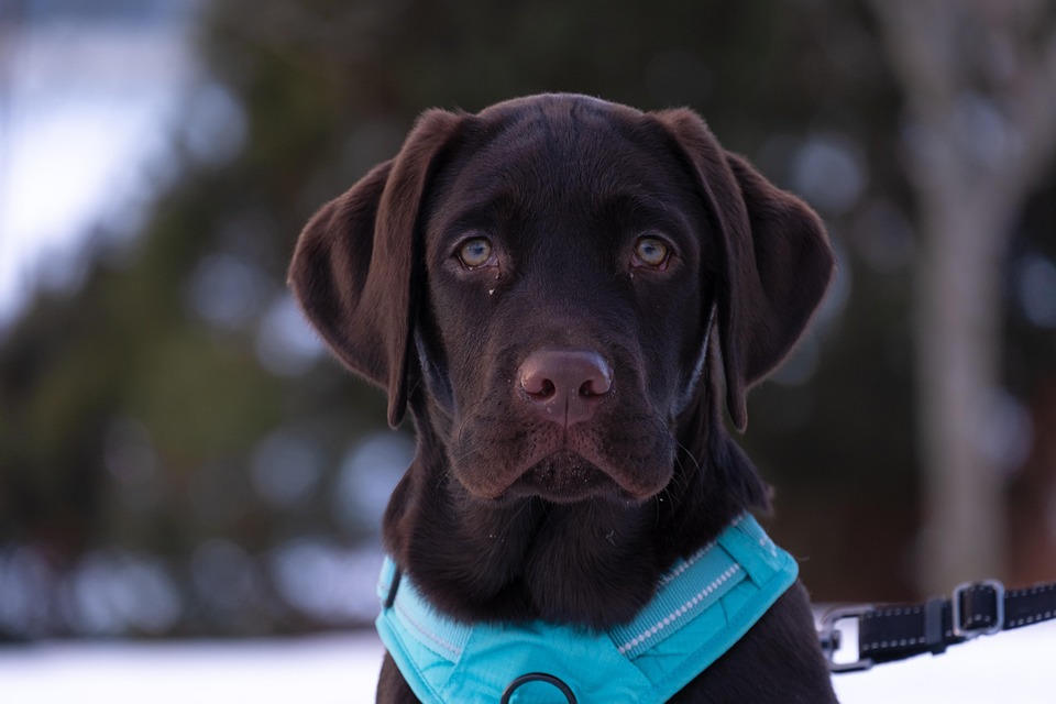 Top 10 Care Tips for a Happy, Healthy Labrador Retriever