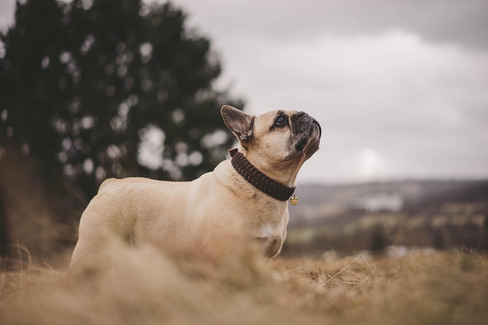 Top Care Tips for Thriving American Bulldogs: Happy, Healthy Pets!