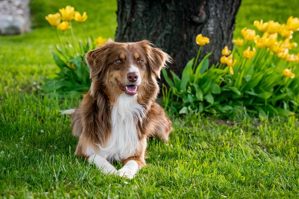 Unleash the Love: Care Tips for Your Anatolian Shepherd