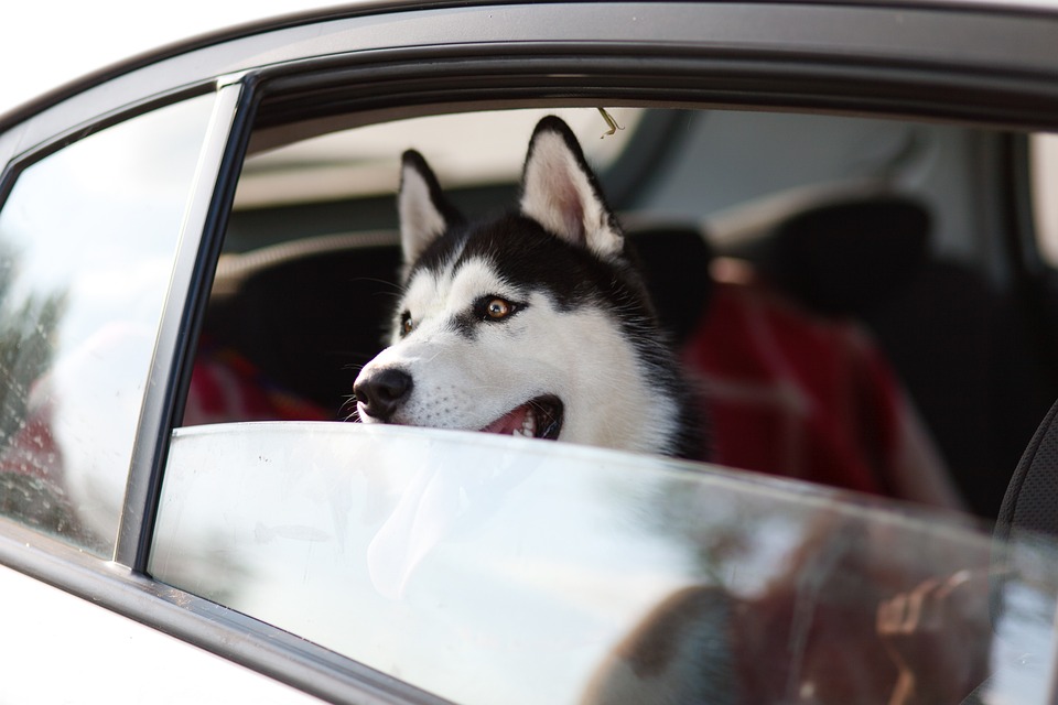Unleashing Joy: Why Alaskan Huskies Make Perfect Family Pets