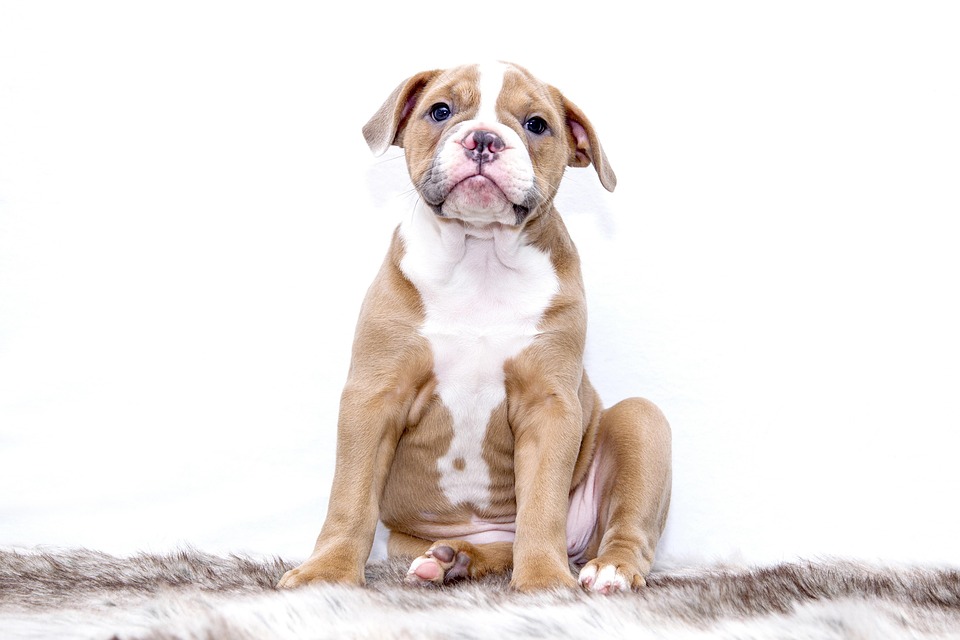 Unleashing Love: 7 Heartwarming Traits of the American Bulldog