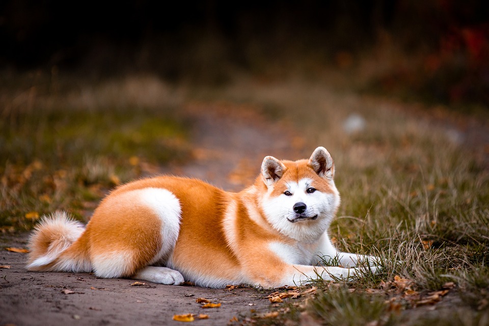 Unleashing the Akita: 5 Unique Traits & Care Tips for Owners