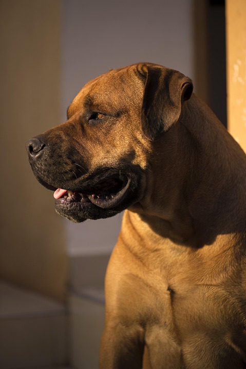 Unleashing the Boerboel: Your Ultimate Guide to a Loyal Companion