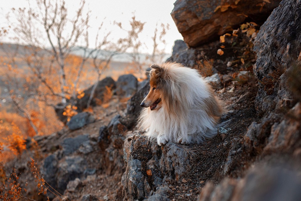 Unlock the Joy: Why Bearded Collies Make Amazing Family Pets
