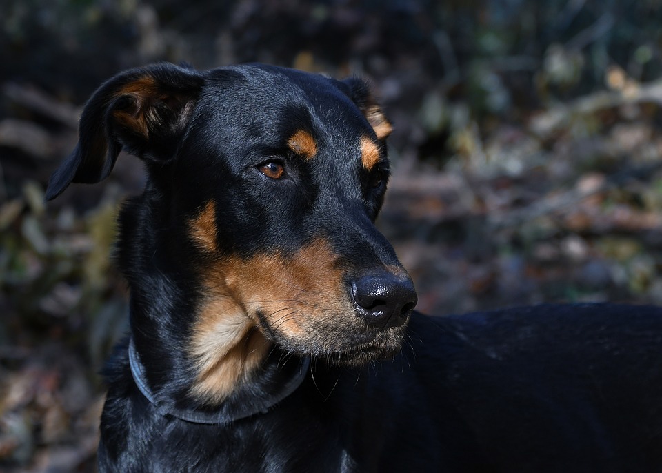 Unlocking the Beauceron's Charm: Unique Facts & Care Essentials