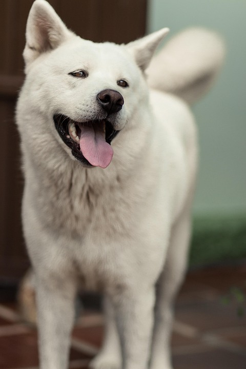 Unlocking the Emotional Bond: Why Akitas Make Perfect Companions