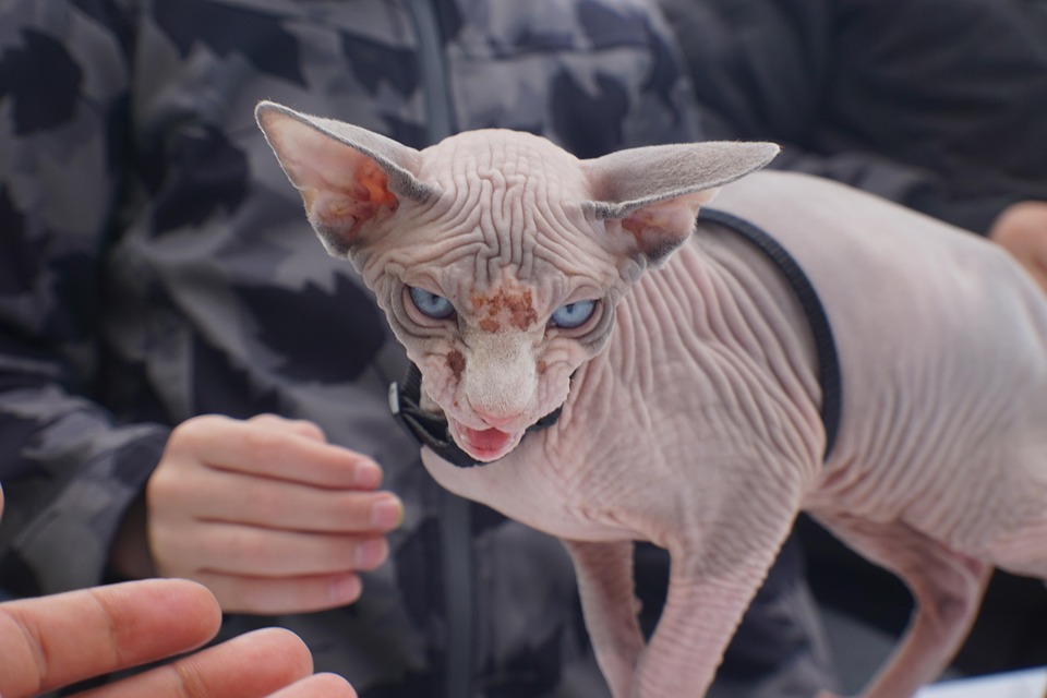 Unveiling the American Hairless Terrier: Your Next Best Friend!