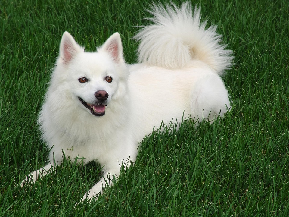 Why American Eskimo Dogs Make the Perfect Family Companions