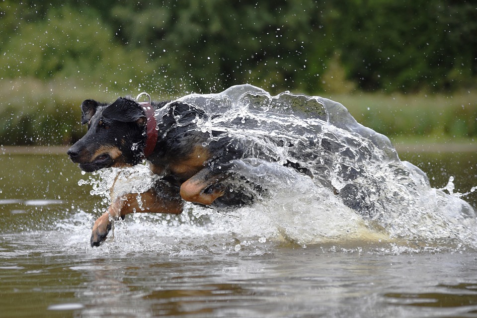Why Beaucerons Make the Perfect Family Dogs: Traits & Tips!