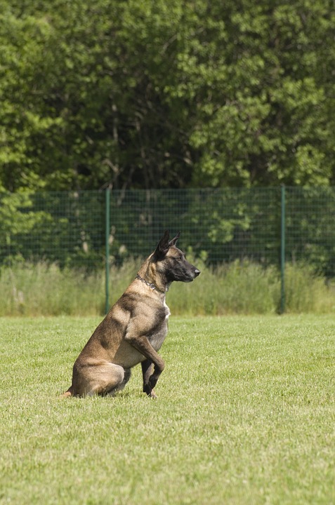 Why Belgian Malinois Make the Perfect Partners for Active Lifestyles