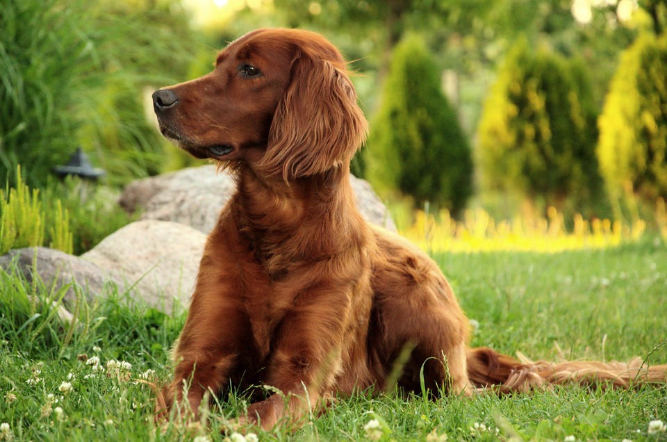 Why Irish Red and White Setters Make Amazing Family Pets!