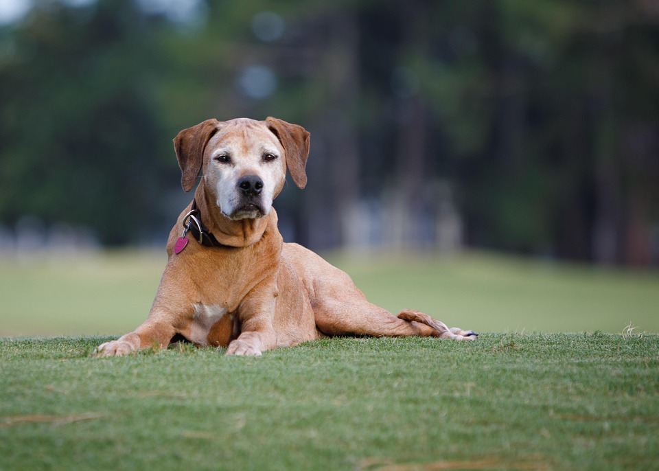 Radisson Ridgebacks Dog Why Rhodesian Ridgebacks Make Perfect Family Pets: A Guide - Veripaw