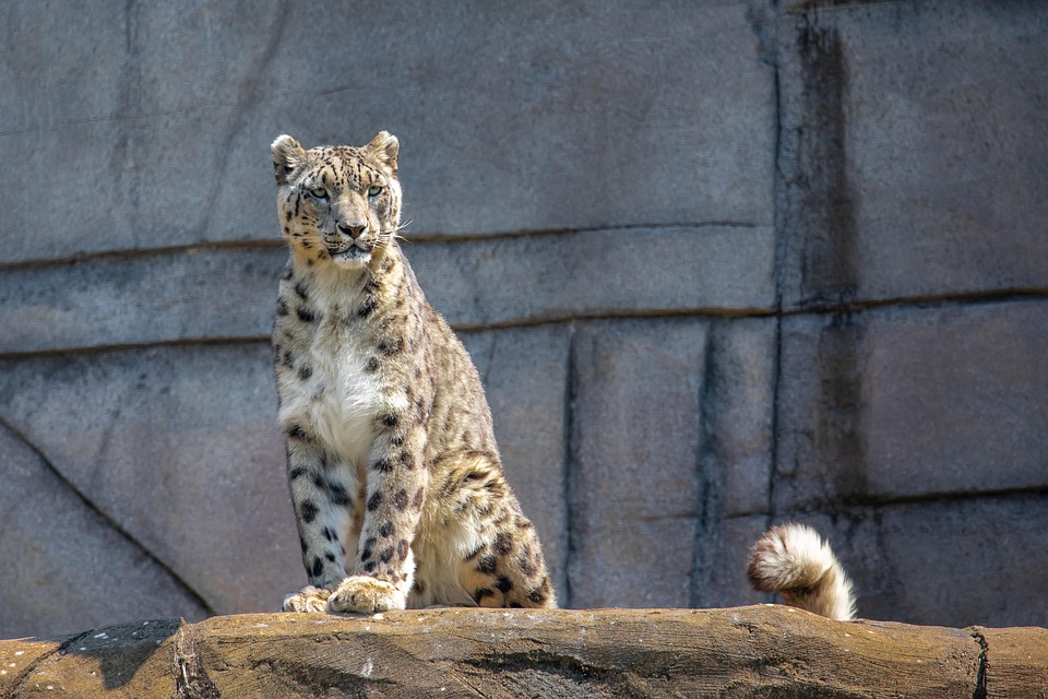 Why the American Leopard Hound Will Steal Your Heart and Home!