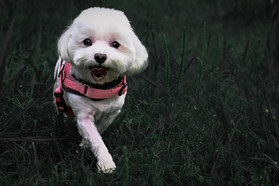 10 Adorable Traits of Maltese Dogs: A Pet Owner's Guide to Love